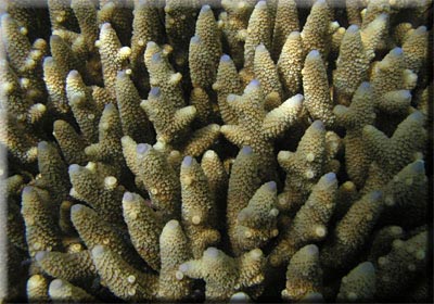 Healthy  Staghorn Coral