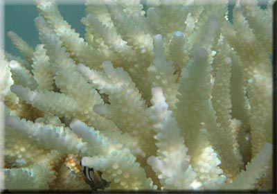 Bleached Staghorn Coral